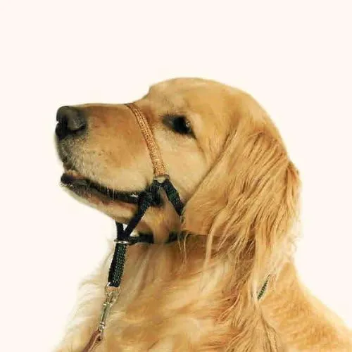 Comfort Trainer Head Halter, Tan Size 4